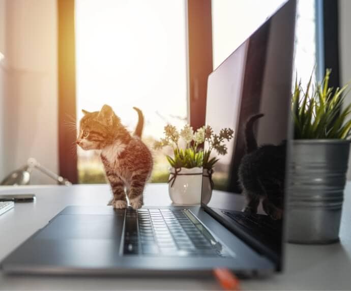 Katt vid bärbar dator på bord